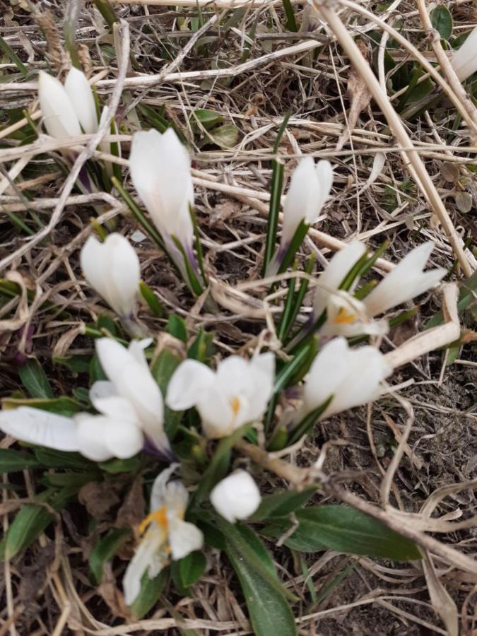 Galanthus Lägenhet Aosta Exteriör bild